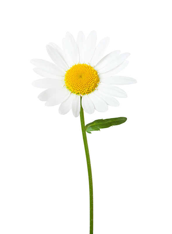 甘菊 白色背景 春白菊花 分离着色 垂直画幅 美 留白 芳香的 无人 甘菊花图片素材下载 稿定素材