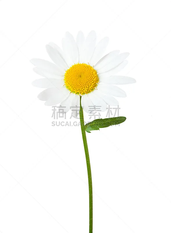 甘菊 白色背景 春白菊花 分离着色 垂直画幅 美 留白 芳香的 无人 甘菊花图片素材下载 稿定素材