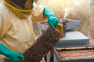 beekeeper,蜂窝,麻疹乐队,嗡嗡响的,螫针,螫刺的,昆虫群,养蜂,蜂箱,蜡