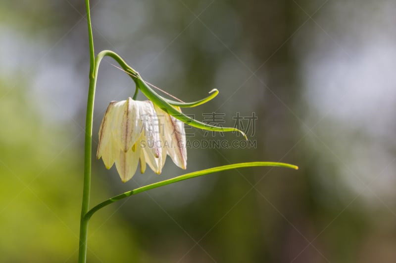 花格贝母,白色,稀缺,水平画幅,豹纹蝶,仅一朵花,百合花,植物,2015年,关闭的