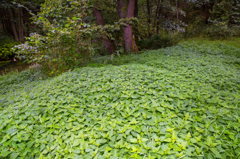 刺荨麻,森林,风,水平画幅,无人,草,特写,植物,痛苦,园林