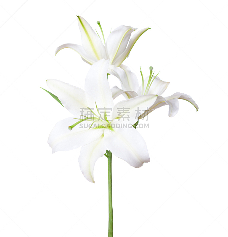 百合花,白色,白色背景,分离着色,三个物体,垂直画幅,美,留白,芳香的,无人