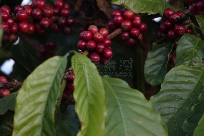 叶子,枝,咖啡豆,农业,熟的,樱桃,色彩鲜艳,色彩饱和,植物,热带树