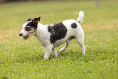 梗犬,狗,鼠猎犬,杰克拉瑟短腿犬,杂种狗,图像,美国,动物,犬科的,小狗