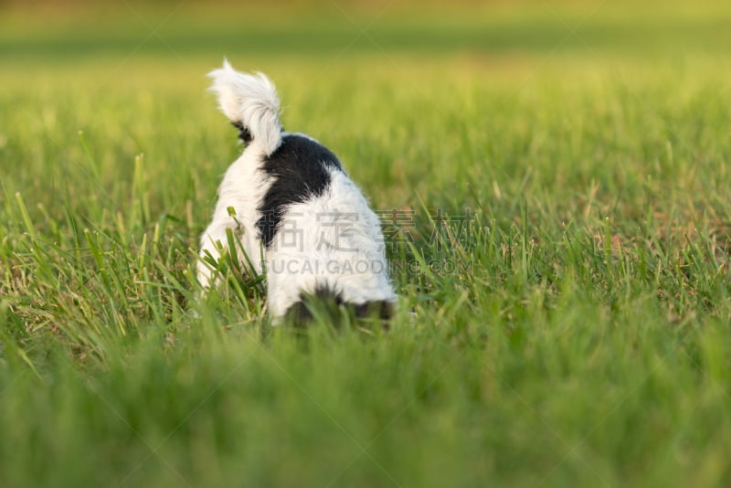 狗,草地,杰克拉瑟短腿犬,活力,纯种犬,洞,耗子洞,地板,哺乳纲,草