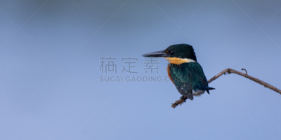 翠鸟,运动模糊,背景,蓝湖,美国,小翠鸟,选择对焦,热带鸟,水,中美洲