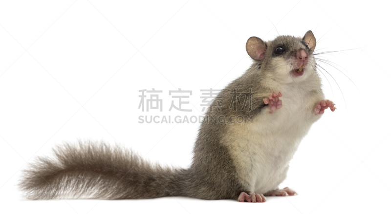 白色背景,冬眠鼠,食品,前面,褐色,水平画幅,家畜,无人,背景分离,惊奇