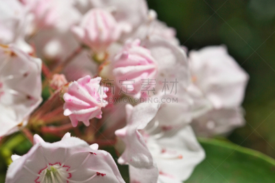美国山桂,水平画幅,无人,五月,日本,藤泽市,红色,花蕾,白色,春天