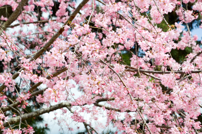樱花,日本,京都市,京都御苑,园林,旅游目的地,水平画幅,地形,色彩鲜艳,户外