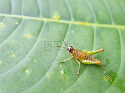热带雨林,绿色,蚱蜢,拉巴斯,拉巴斯地区,刀刃草,玻利维亚,垂直画幅,南美,褐色