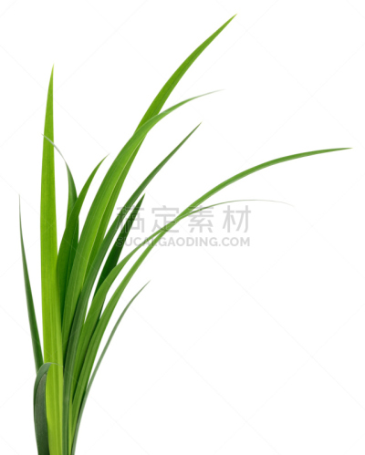 草,叶子,绿色,刀刃草,长的,自然,垂直画幅,无人,草坪,图像