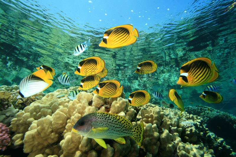 鸡仔鱼,蝴蝶鱼,black spotted sweetlips,浣熊纹蝴蝶鱼,达哈巴,鱼群,西奈 ,红海,水,水平画幅