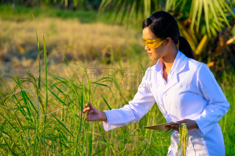 稻,亚洲,女人,研究人员,农场,生物学,农业,商务,转基因,生物科技