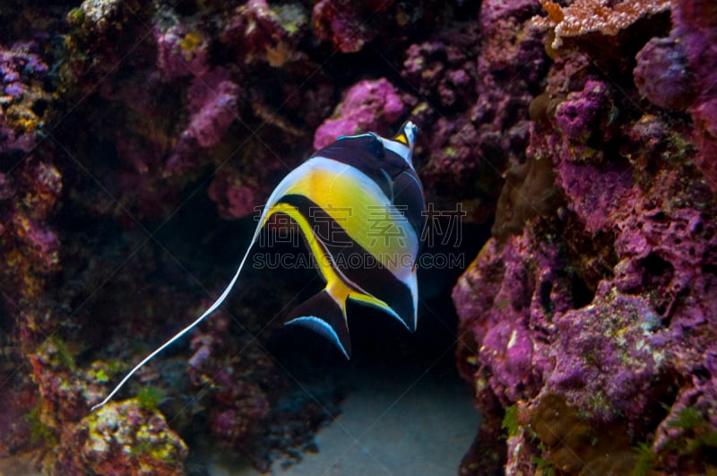 moorish idol,鱼类,自然,白色,鱼缸,水平画幅,无人,黄色,海鱼,黑色