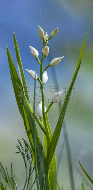 兰花,long leaved火烧兰,野生植物,自然,垂直画幅,无人,全景,多色的,脆弱,摄影