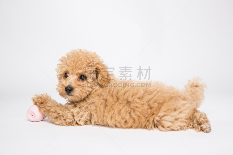 玩具贵宾犬,影棚拍摄,注视镜头,冈山市,正装照片,水平画幅,无人,户外,动物主题,哺乳纲