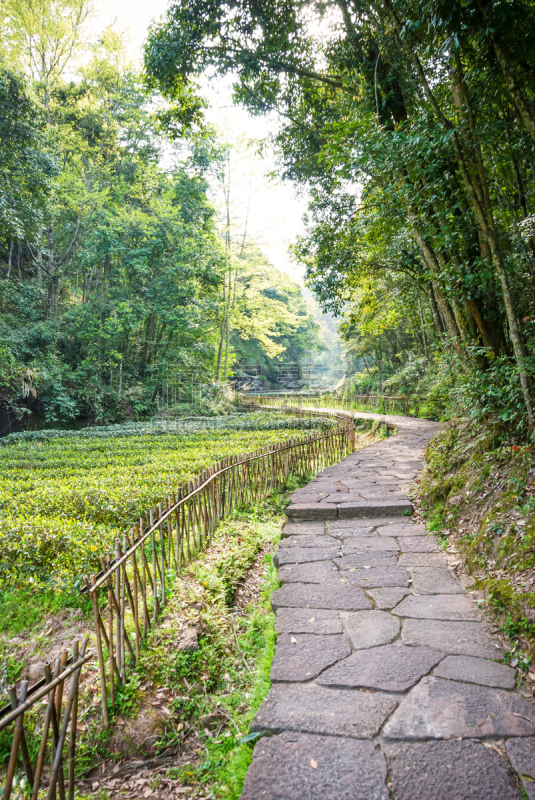 山,小路,远古的,垂直画幅,新的,古老的,早晨,福建省,农作物