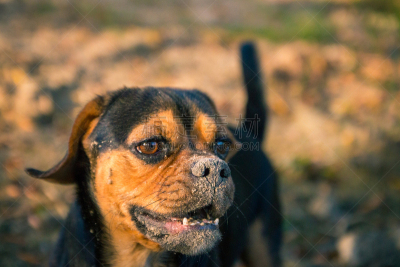狗,puggle犬,小的,秋天,可爱的,活力,纯种犬,肖像,公园,哈巴狗