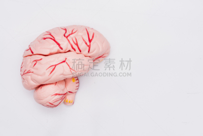 白色背景,生理学,人,特写,脑部,解剖模型,侧脑室,胼胝体,左侧大脑半球