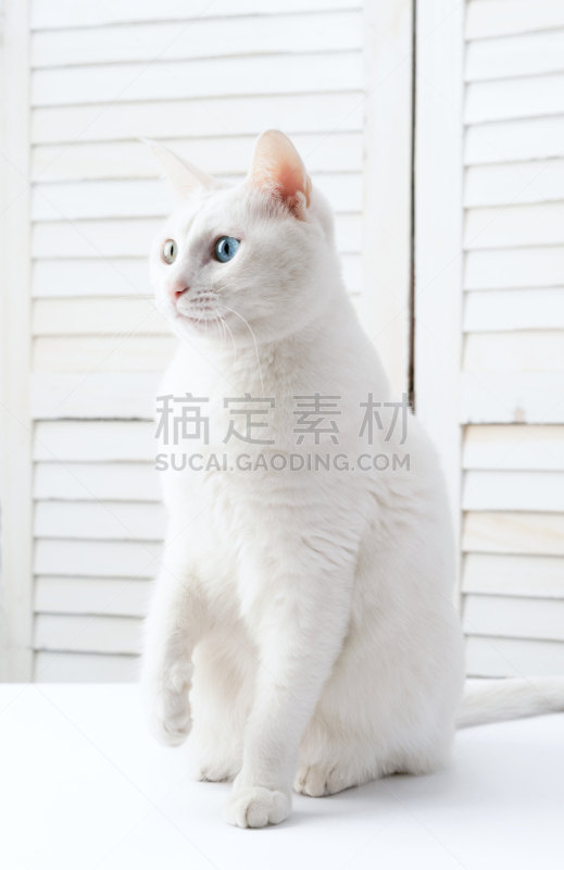 猫,动物眼睛,反差,白色,垂直画幅,美,进行中,可爱的,嬉戏的,蓝色