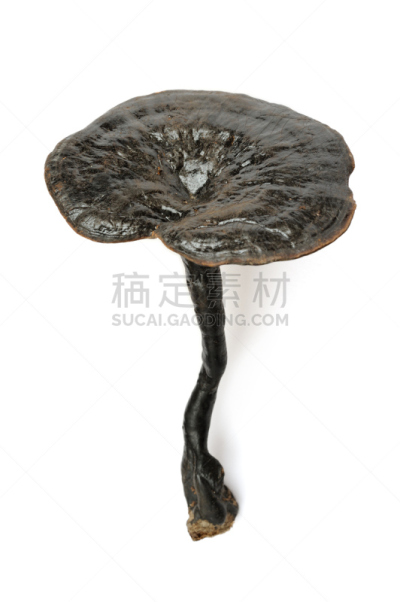 灵芝,中医,垂直画幅,无人,生食,科学,干的,植物,彩色图片,中国