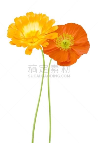 雏菊,垂直画幅,无人,干净,特写,两个物体,白色,植物,清新,大特写