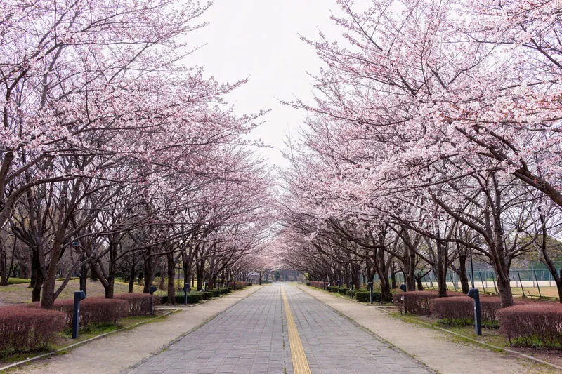 樱花 花见节 中央区 东京 旅途 樱桃 公园 草 色彩鲜艳 植物图片素材下载 稿定素材