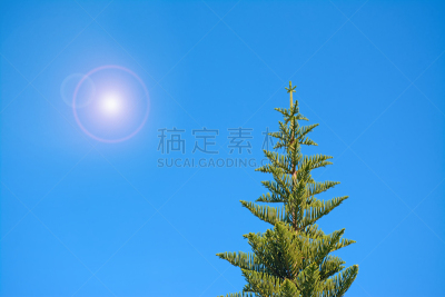 松树,日光,在上面,自然,天空,水平画幅,绿色,撒丁岛,无人,蓝色