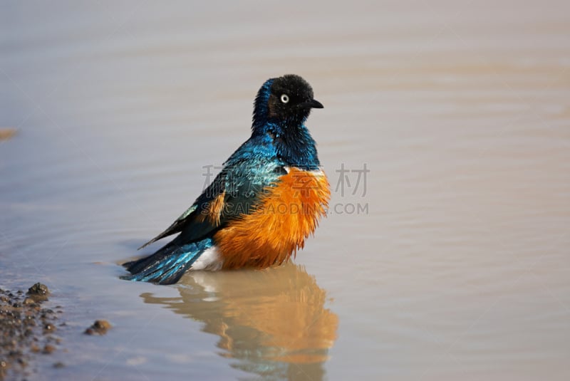 superb starling,多色的,水,美,水平画幅,鸟类,湿,野外动物,户外,北美歌雀