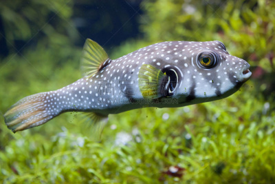 河豚,斑点,白色,白点河豚,刺河豚,indopacific ocean,鳍刺类鱼,哮喘吸入器,红海,热带淡水鱼