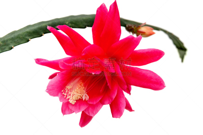 孔雀仙人掌,美,水平画幅,无人,特写,白色,植物,热带气候,肉质植物,仙人掌