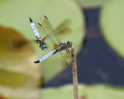 男性,蜻蜓,blue darter dragonfly,收银台,可爱的,自然,费郡,图像,美国,多色的