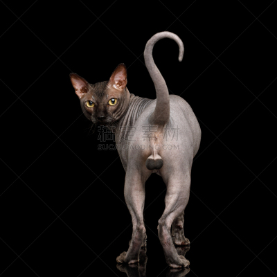 乐趣,史芬克斯无毛猫,黑色背景,分离着色,可爱的,背景分离,好奇心,睾丸,猫科动物,一只动物