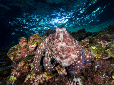 章鱼,浅的,Day Octopus,安达曼海,甲米,自然,水,野生动物,水平画幅