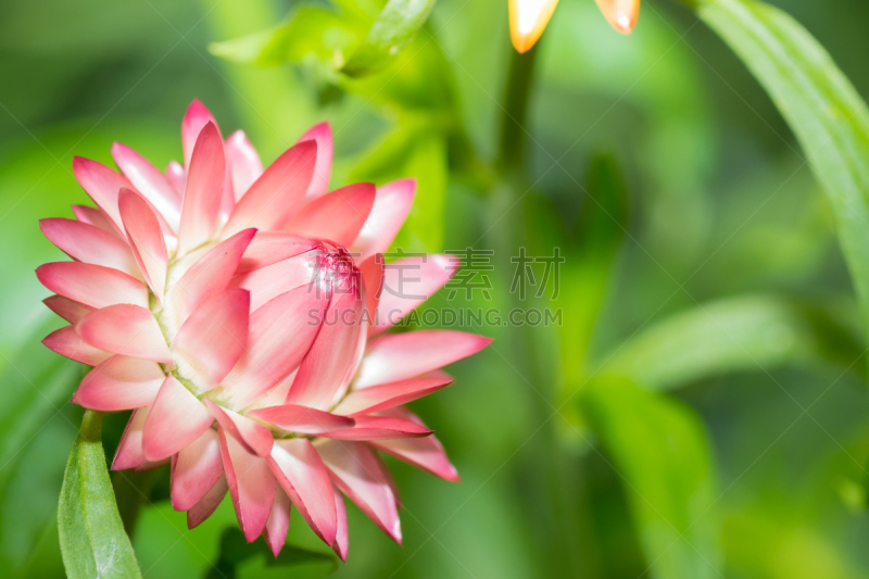 自然,蜘蛛,狼蛛,进退维谷,南美,无脊椎动物,野生动物,水平画幅,秋天,无人