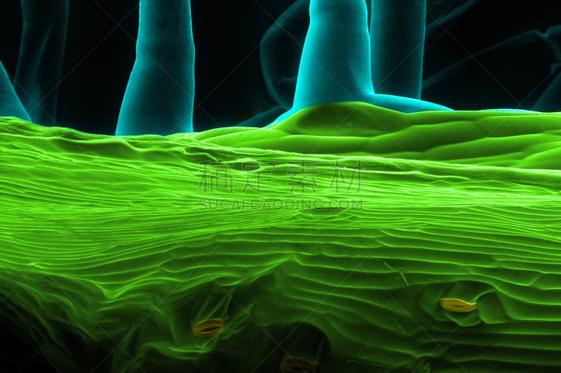 叶表皮,茎,自然,水平画幅,无人,科学,气孔,干细胞,实验室,植物茎