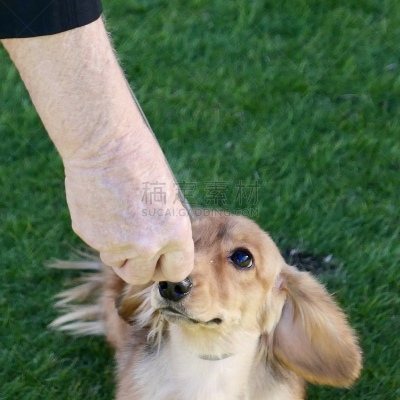 狗,腊肠犬,遛狗师,热狗腿,长的,短的,热狗服饰,受过训练的狗,钢毛德国猎犬,哈巴狗