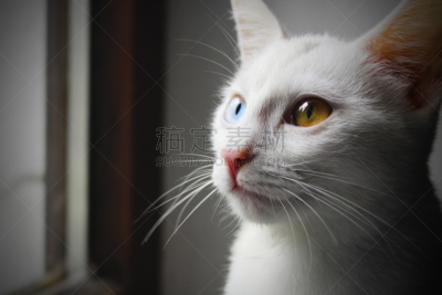 猫,人的眼睛,水平画幅,可爱的,无人,动物,动物身体部位,虹膜异色症,肖像,动物眼睛
