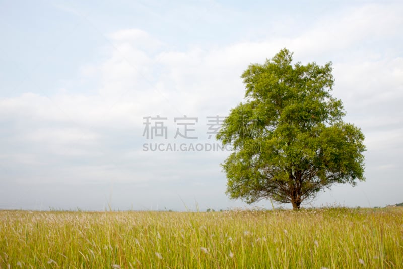 草地,华城行宫,自然,天空,水平画幅,地形,无人,夏天,户外,自然美