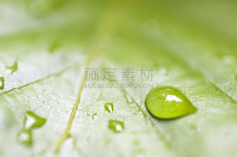 露水,叶子,毛细血管,选择对焦,水,水平画幅,绿色,无人,特写,摄影