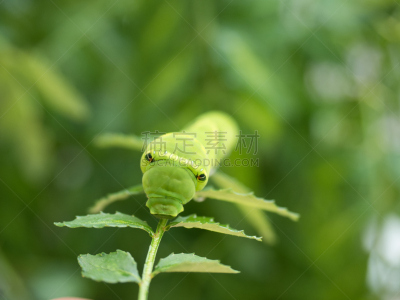 幼虫,凤尾蝶,水平画幅,生物,蝴蝶,无人,东京,毛虫,昆虫,cabbage worm