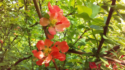 莎翁花园,皱皮木瓜,温柏,中央公园,曼哈顿,纽约州,纽约,春天,花朵,茶花