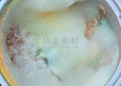 真菌,背景,霉菌,实验室,食用菌,职业安全与健康,明胶,清洁工,大特写