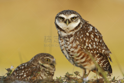 角珊瑚,穴鸮鸟,美国,佛罗里达,猫头鹰,美,褐色,食肉鸟,水平画幅,鸟类