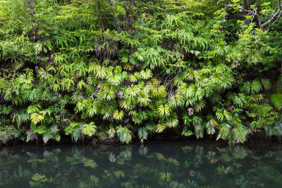 枝繁叶茂,热带雨林,雨林,绿色,植物群,池塘,西表岛,八重山郡,水,水平画幅