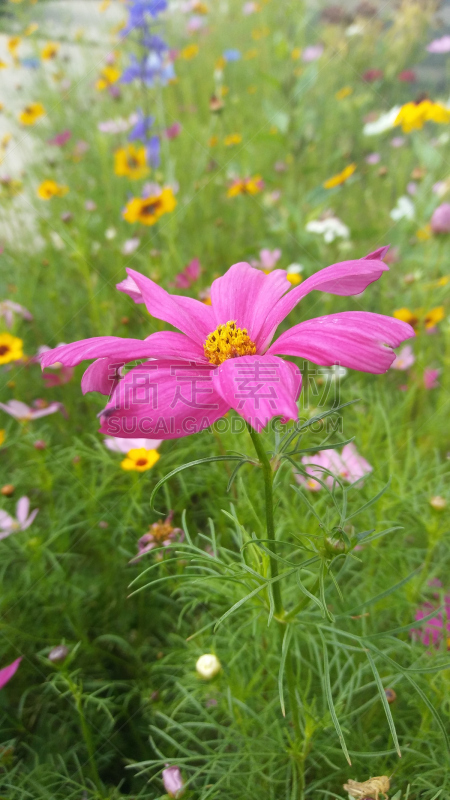 四季,垂直画幅,选择对焦,美,无人,夏天,户外,特写,季节,自然