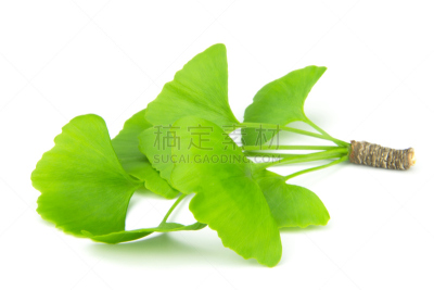 银杏,自然,水平画幅,绿色,无人,嫩枝,背景分离,白色,春天,植物