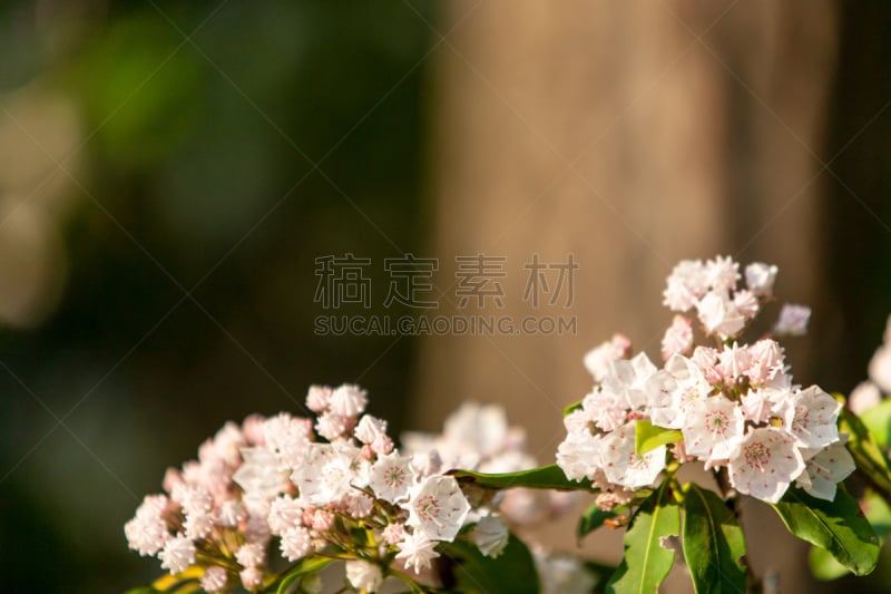 杜鹃花,粉色,选择对焦,美,水平画幅,枝繁叶茂,户外,特写,树林,植物