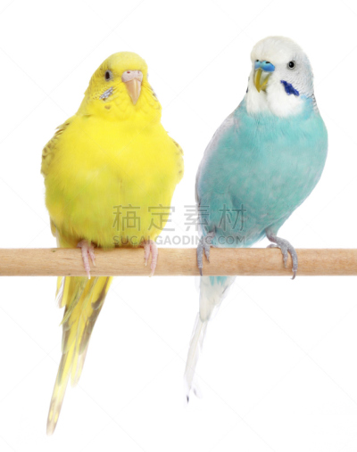 两只动物,虎皮鹦鹉,垂直画幅,蓝色,长尾鹦鹉,鸟类,鹦鹉,幼小动物,坐,栖息