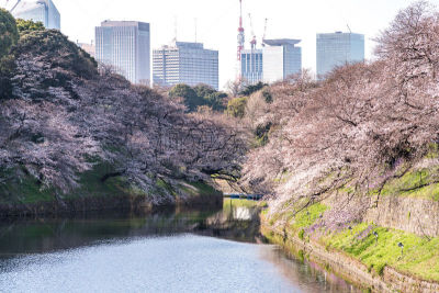 日本,樱花,东京,城市生活,仅日本人,日语,公园（品牌）,公园,船,鸟类
